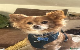 Chihuahua dogs for sale: Chihuahua dog age 6 years old  - Image 8