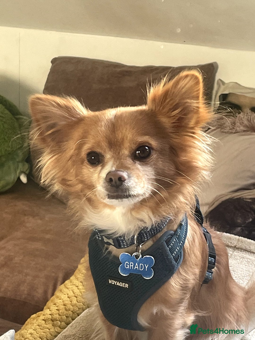 Chihuahua dogs for sale: Chihuahua dog age 6 years old  - Image 8