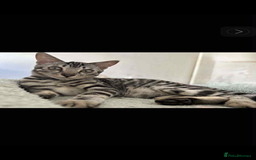 Bengal cats for sale: 🖤 TICA REGISTERED 🔥 ONLY 1 LEFT 🩶  - Image 40
