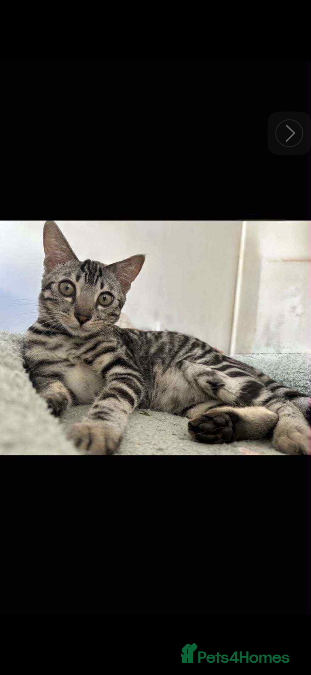 Bengal cats for sale: 🖤 TICA REGISTERED 🔥 ONLY 1 LEFT 🩶  - Image 40