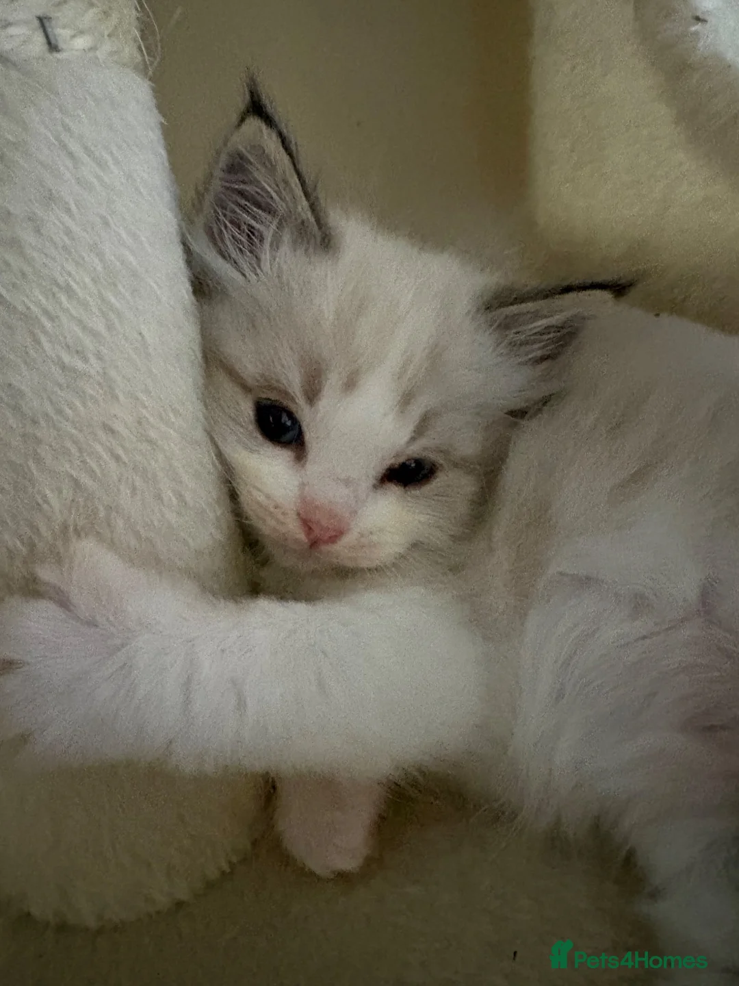 Ragdoll cats for sale: RARE Blue Lynx Bicolor ✨🏆🦋 - Advert 2