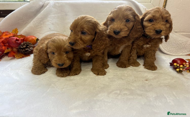 Cockapoo dogs - Advert 16