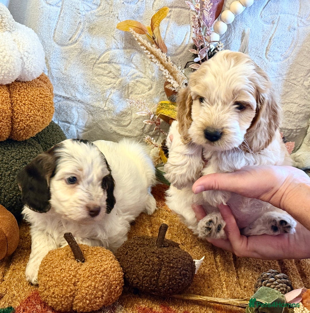 Cockapoo dogs for sale: Gorgeous cockapoo babies  - Image 3