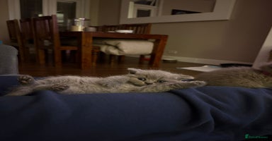 British Shorthair cats - Advert 13