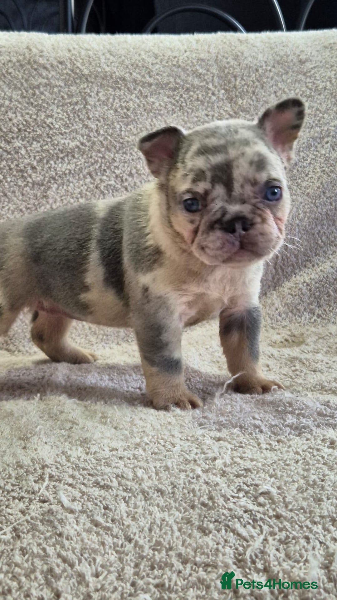 French Bulldog dogs for sale: French Bulldog puppies  - Advert 10