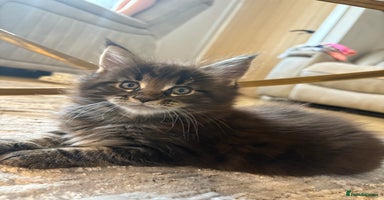 Maine Coon cats - Advert 13