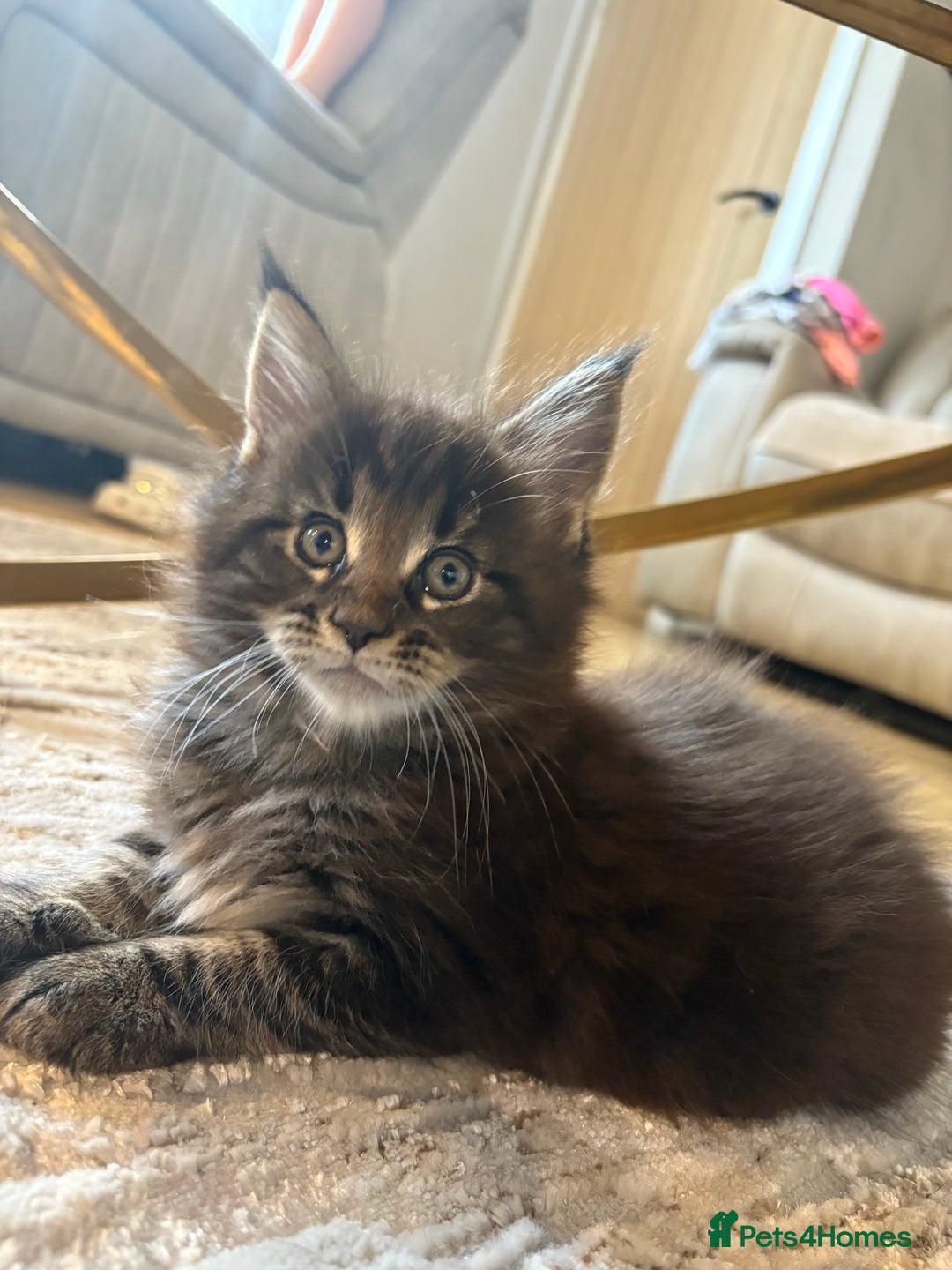 Maine Coon cats for sale: Beautiful Maincoon  - Image 2