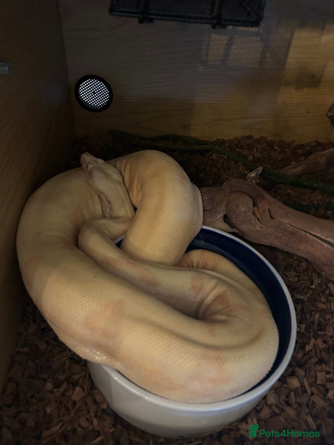 Boa Snake reptiles for sale: Adult Sunglow Boa Male - Advert 3