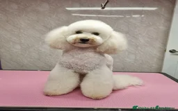Miniature Poodle dogs for sale: Bred for temperament , health and quality. - Image 22