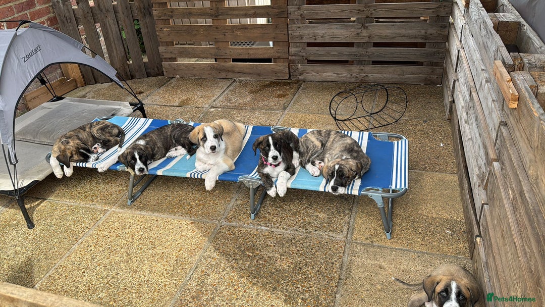 Mixed Breed dogs for adoption: Forest Gumps Litter - Image 12