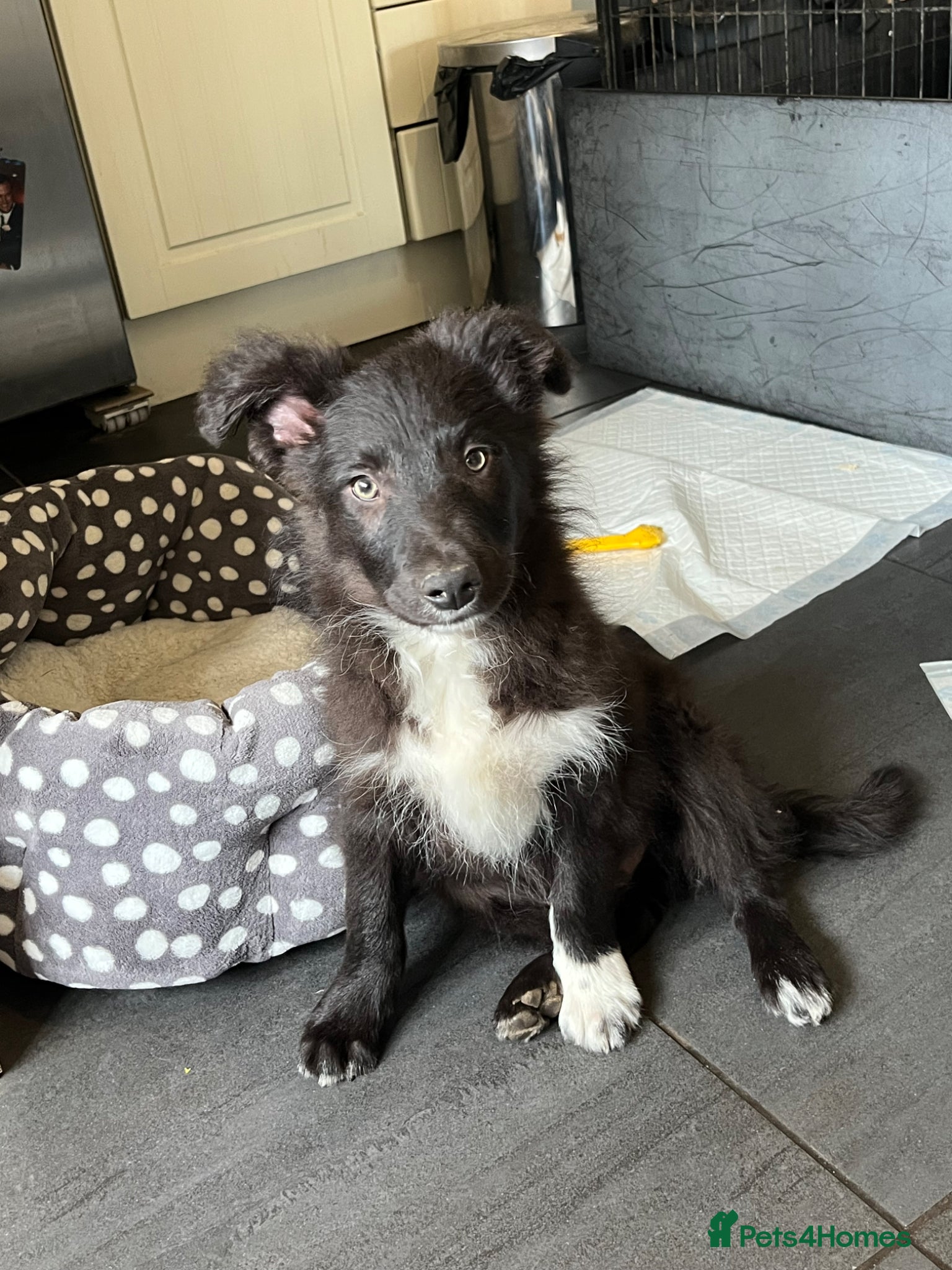 Bordoodle dogs Last puppy! bordpoos/colliepoos/colliedoodle - Advert 2