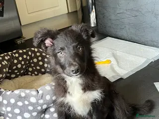 Bordoodle dogs Last puppy! bordpoos/colliepoos/colliedoodle - Advert 2