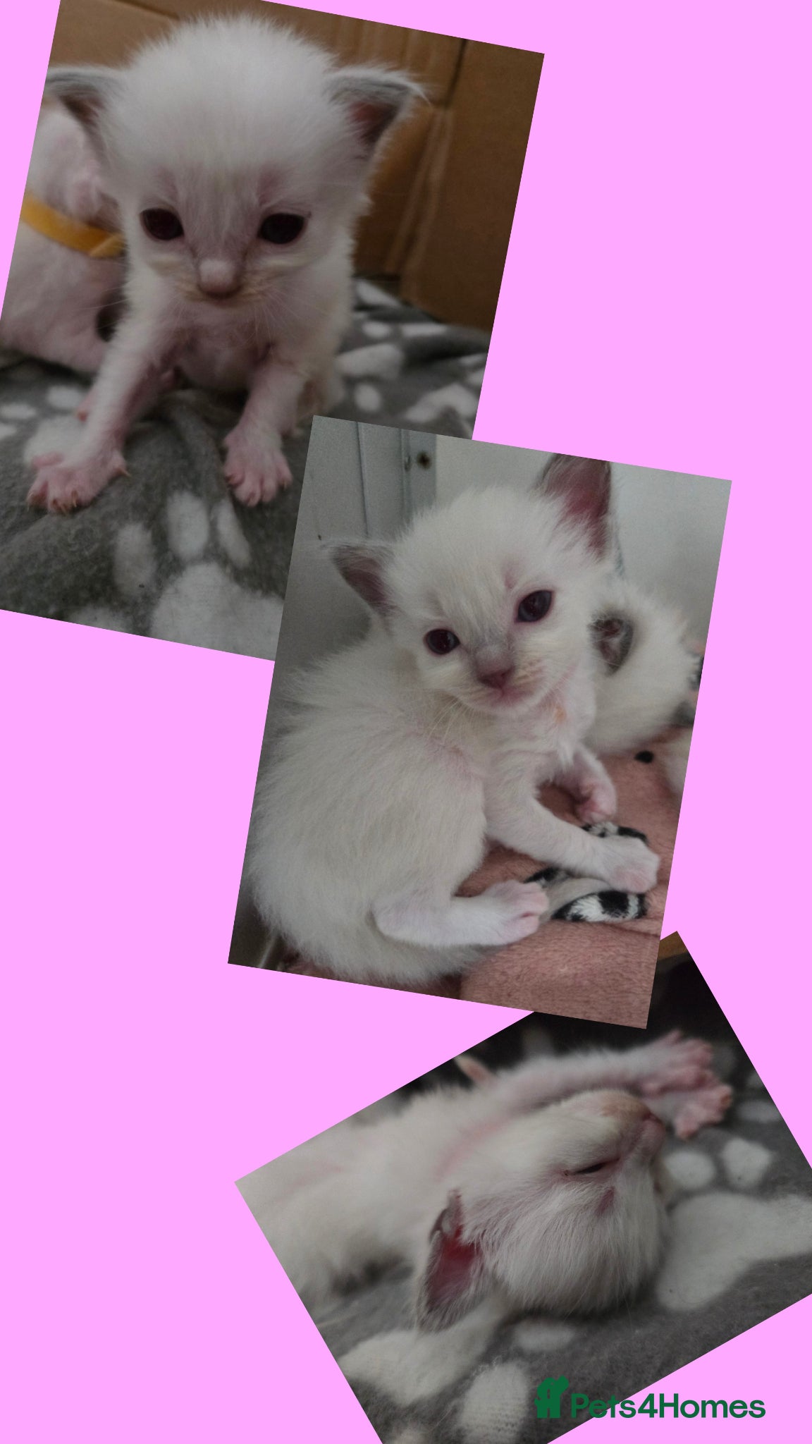 Ragdoll cats EXTENSIVELY TESTED LILAC&BLUE GCCF RAGDOLL KITTENS - Advert 2