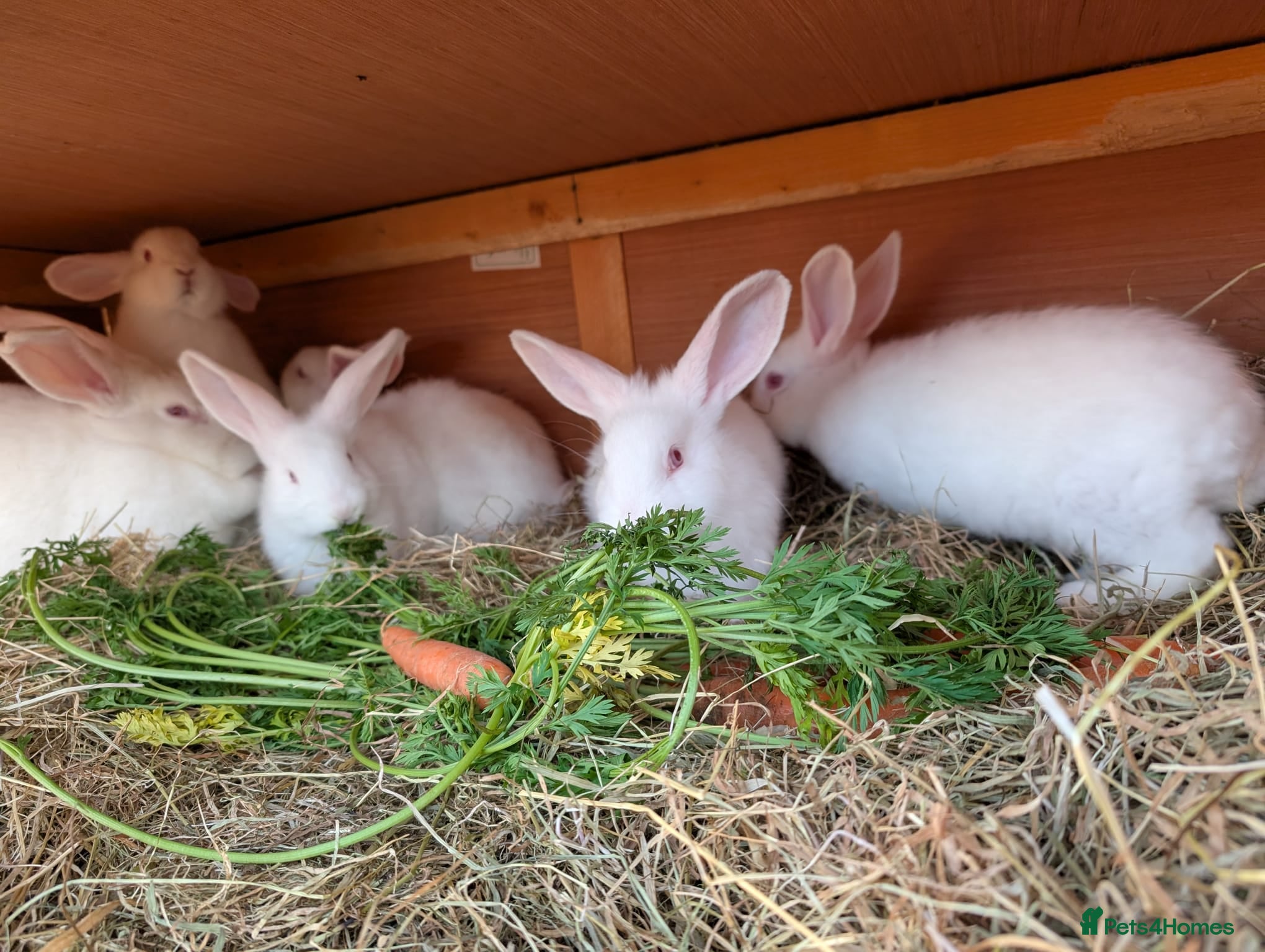 New Zealand rabbits New Zealand White kits pure - Advert 3