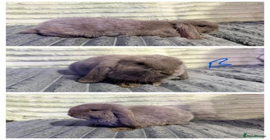 Mini Lop rabbits - Advert 2