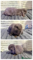 Mini Lop rabbits - Advert 1
