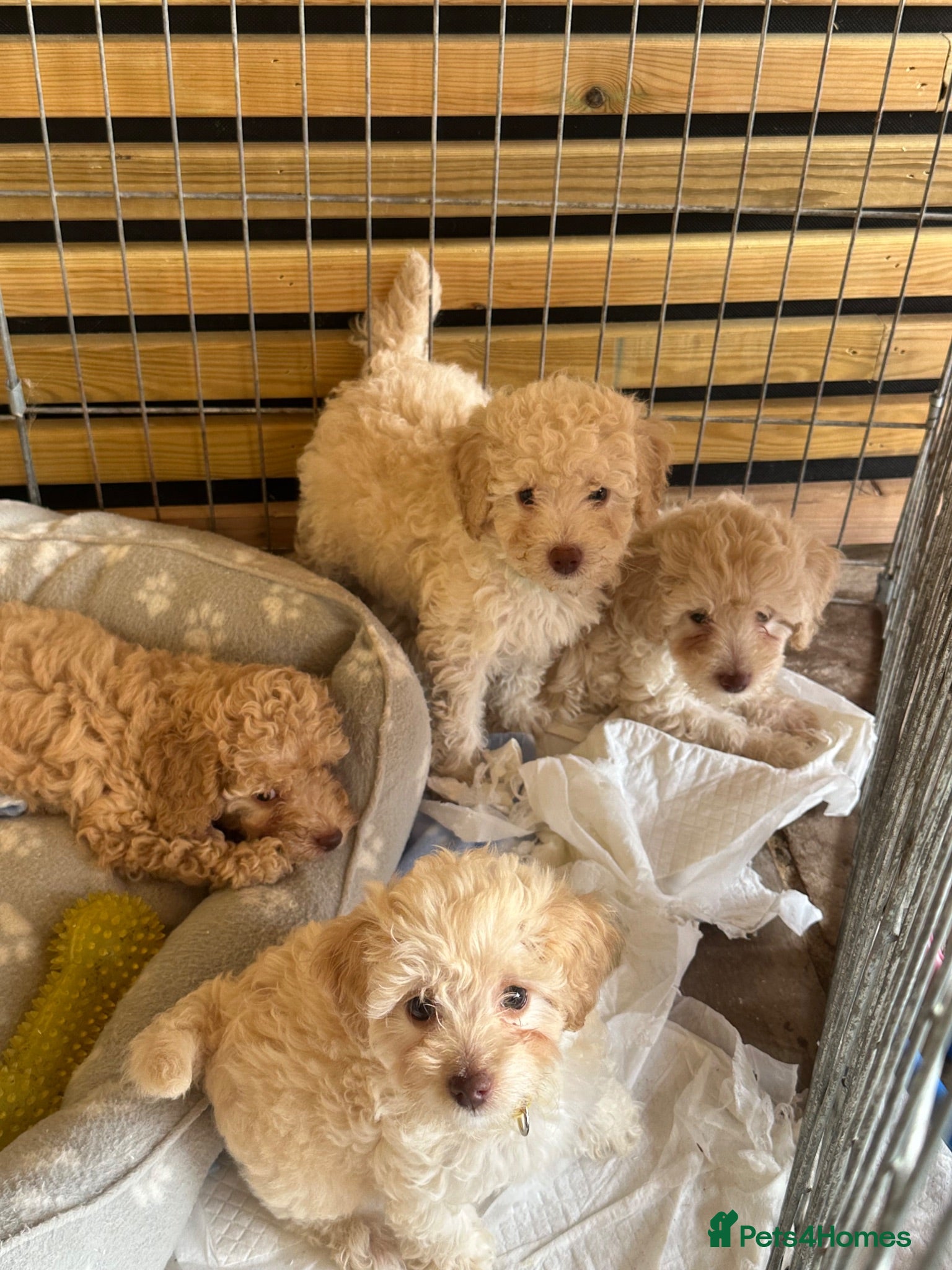 Jackapoo dogs Beautiful Jackapoos for sale  - Advert 8