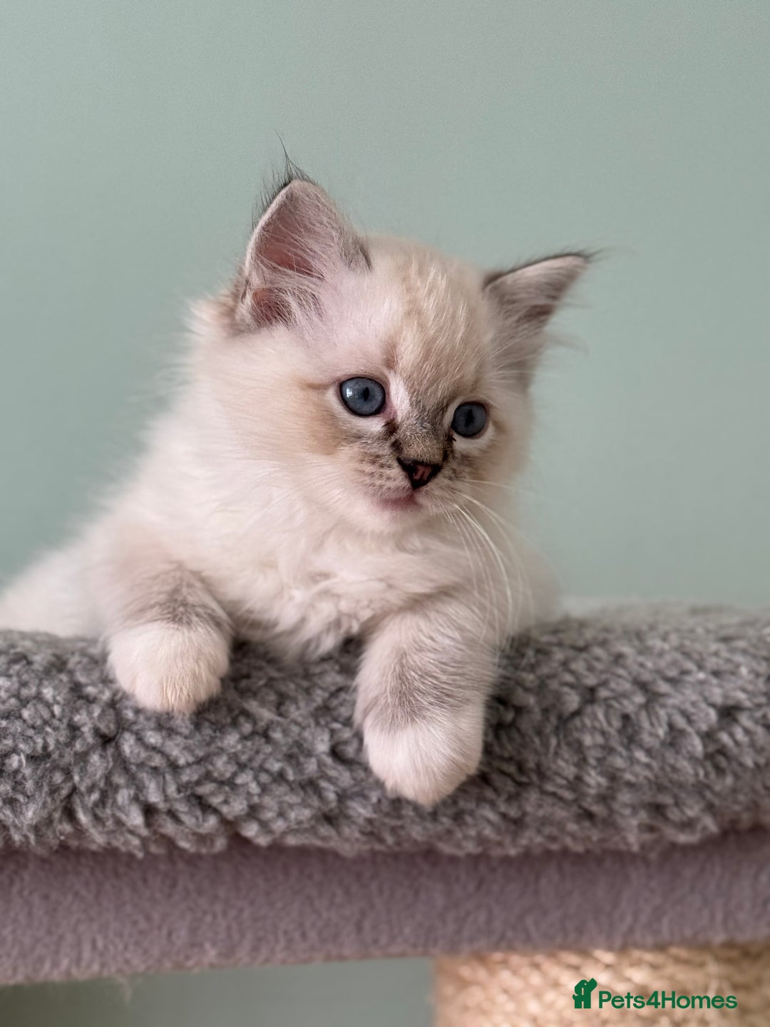 Ragdoll cats for sale: Super Affectionate Ragdoll Kittens Fife Reg - Image 5