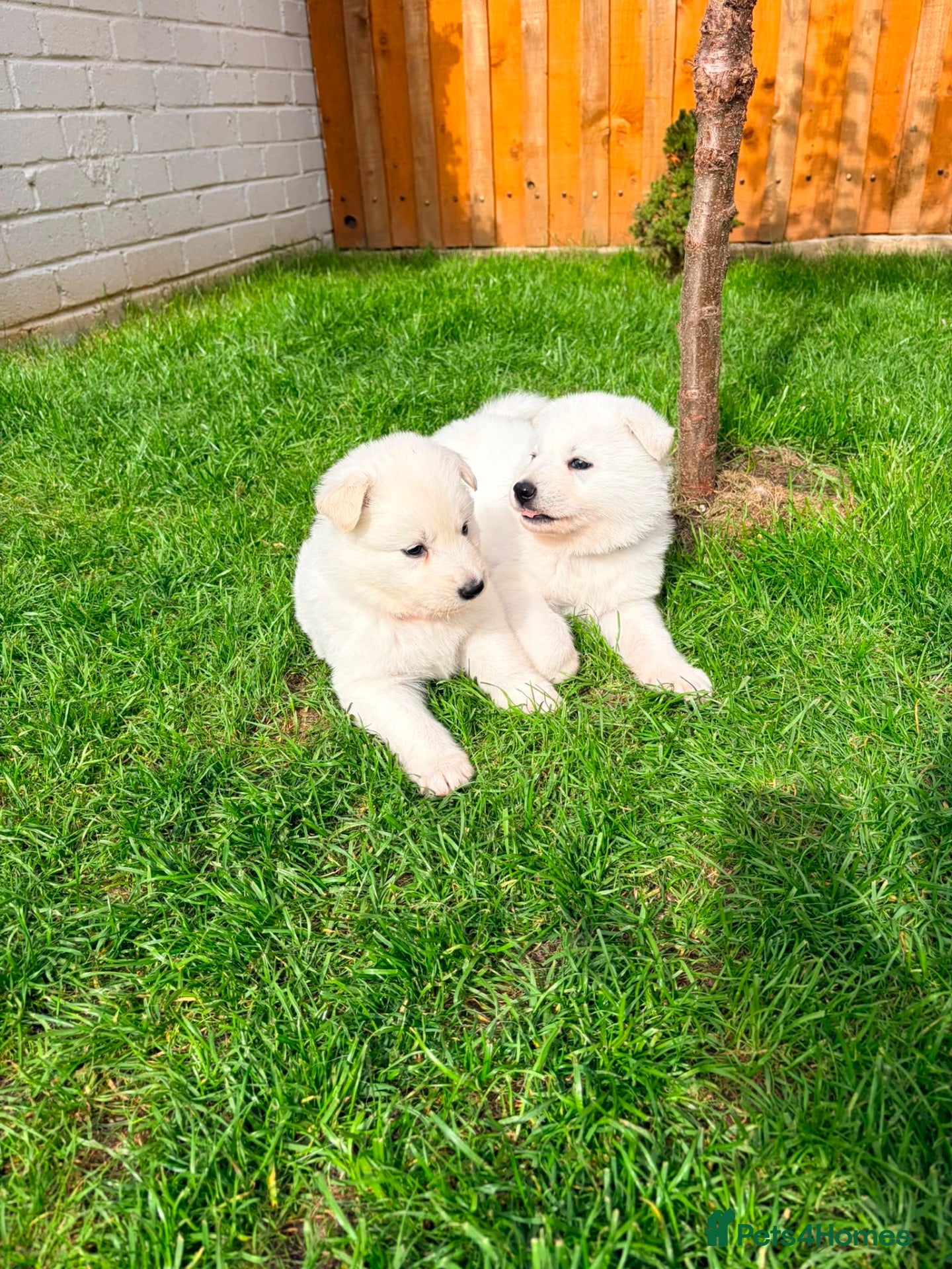 White Swiss Shepherd dogs White Swiss Shepherd puppies - Advert 9