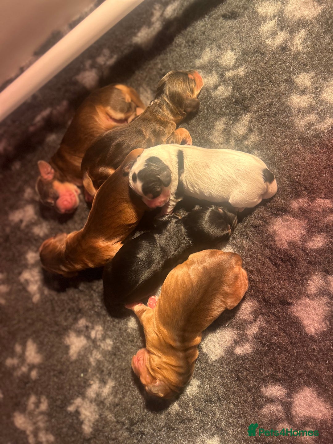 Cocker Spaniel dogs for sale: KC Reg Show Type Cocker Spaniel Puppies  - Image 2