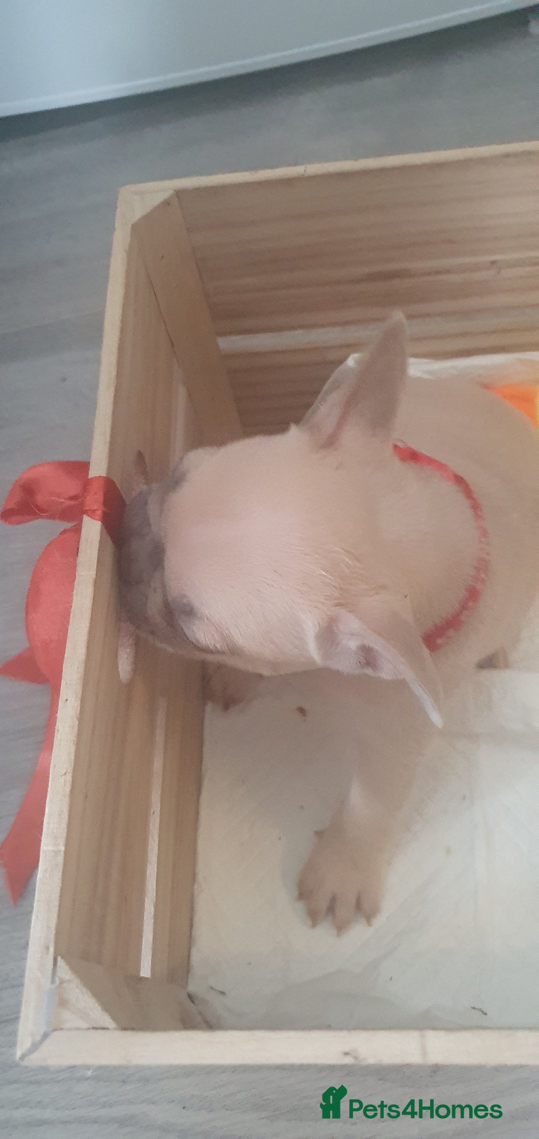 French Bulldog dogs for sale: Lovley frenchie puppies  - Image 2