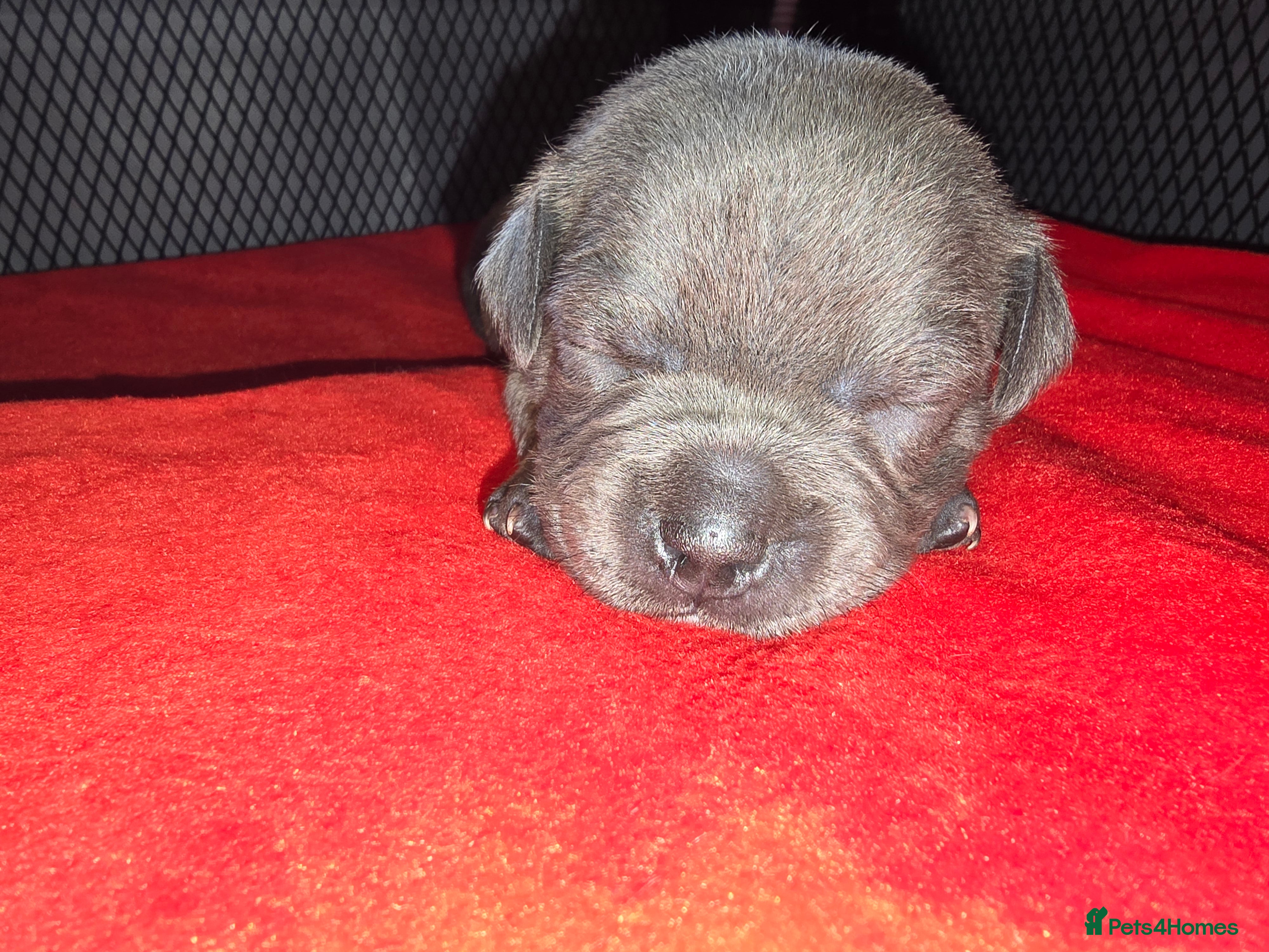 Staffordshire Bull Terrier dogs Blue staffie pups 🐶  - Advert 2
