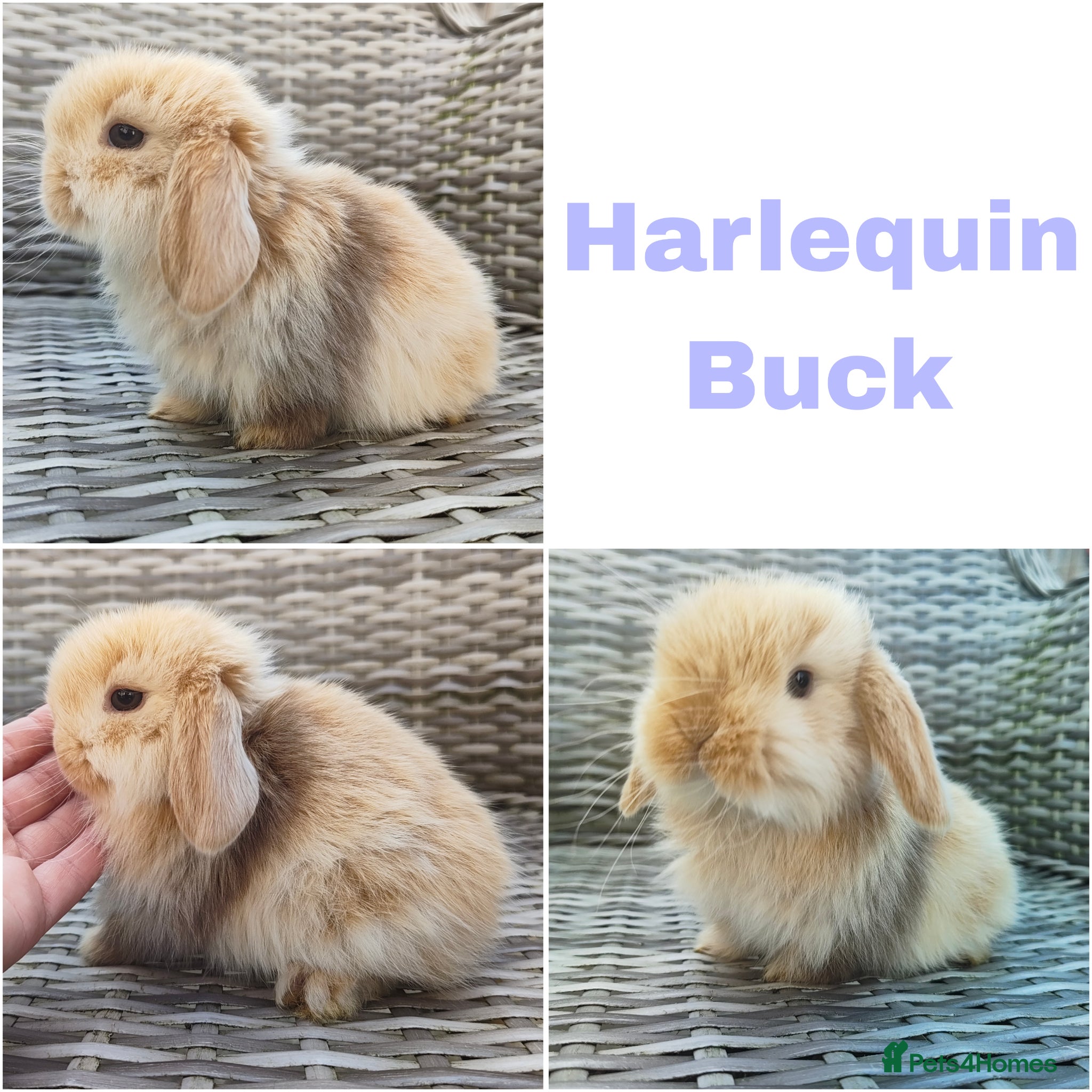 Mini Lop rabbits Stunning mini lops available for reserve  - Advert 1