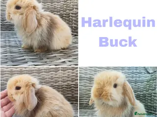 Mini Lop rabbits Stunning mini lops available for reserve - Advert 1