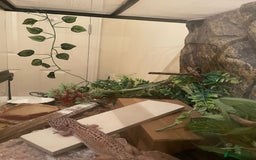 Leopard Gecko reptiles for sale: Female Snow Leopard Gecko  - Image 3