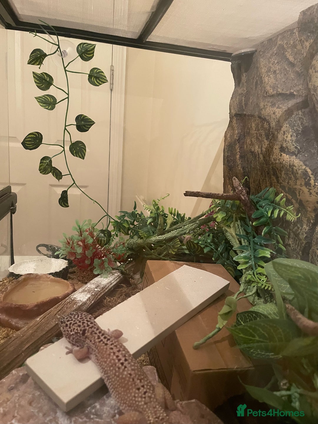 Leopard Gecko reptiles for sale: Female Snow Leopard Gecko  - Image 3