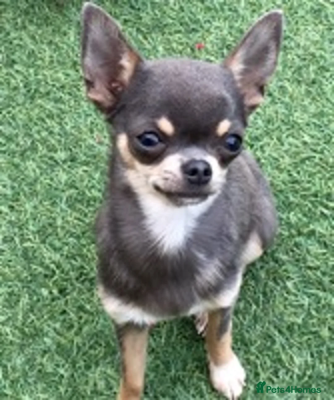 Chihuahua dogs for stud: KC BOYS LILAC, CHOCOLATE , BLUE , BOYS AVAILABLE. in Mansfield - Advert 3