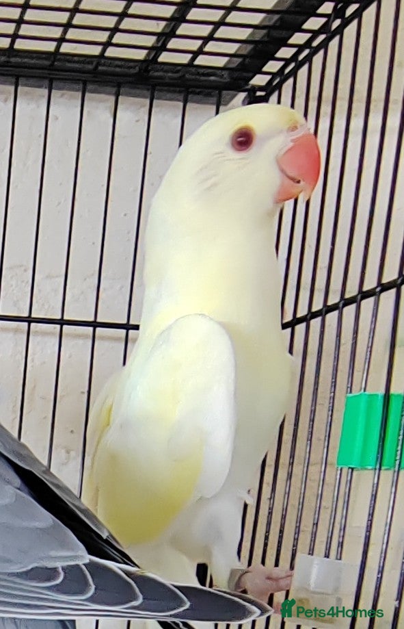 Ringnecks birds for sale: Beautiful Indian Ringneck babies available  - Advert 5