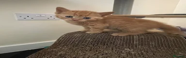 Mixed Breed Kitten 3