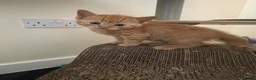 Mixed Breed cats for sale: Black Males and Rare Ginger Females  - Advert 3