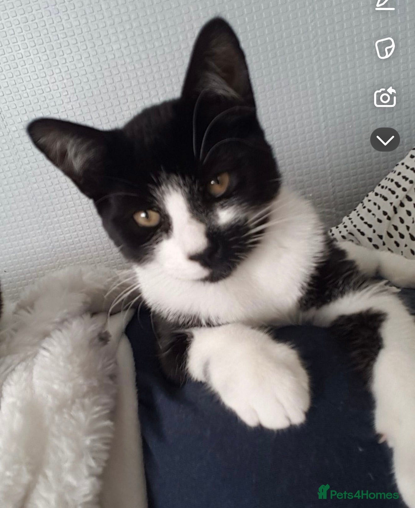 American Shorthair cats 2 beautiful Boy Cats (brothers) - Advert 1