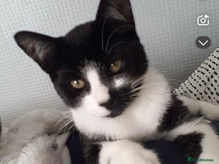 American Shorthair cats 2 beautiful Boy Cats (brothers) - Advert 14