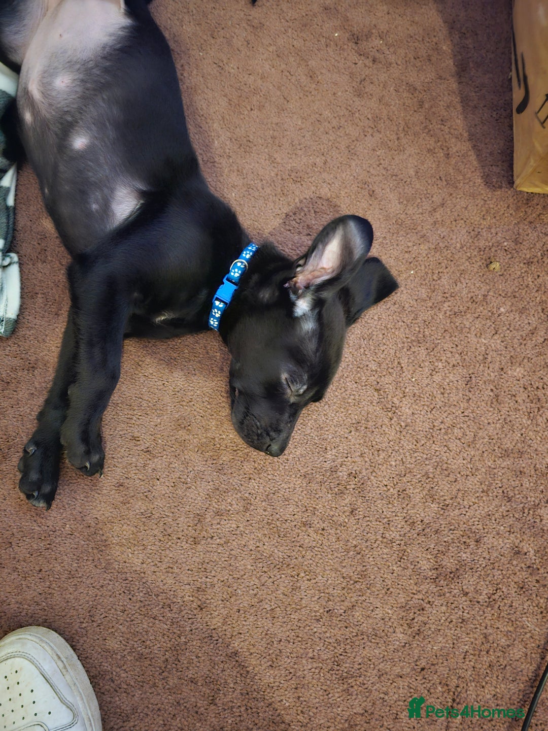 Mixed Breed dogs for sale: 3 female puppies - Advert 3