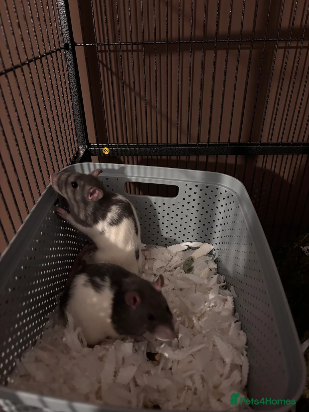 Rat rodents for sale: 2 female baby rats  - Advert 1