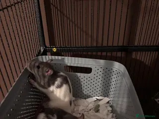 Rat rodents 2 female baby rats - Advert 1