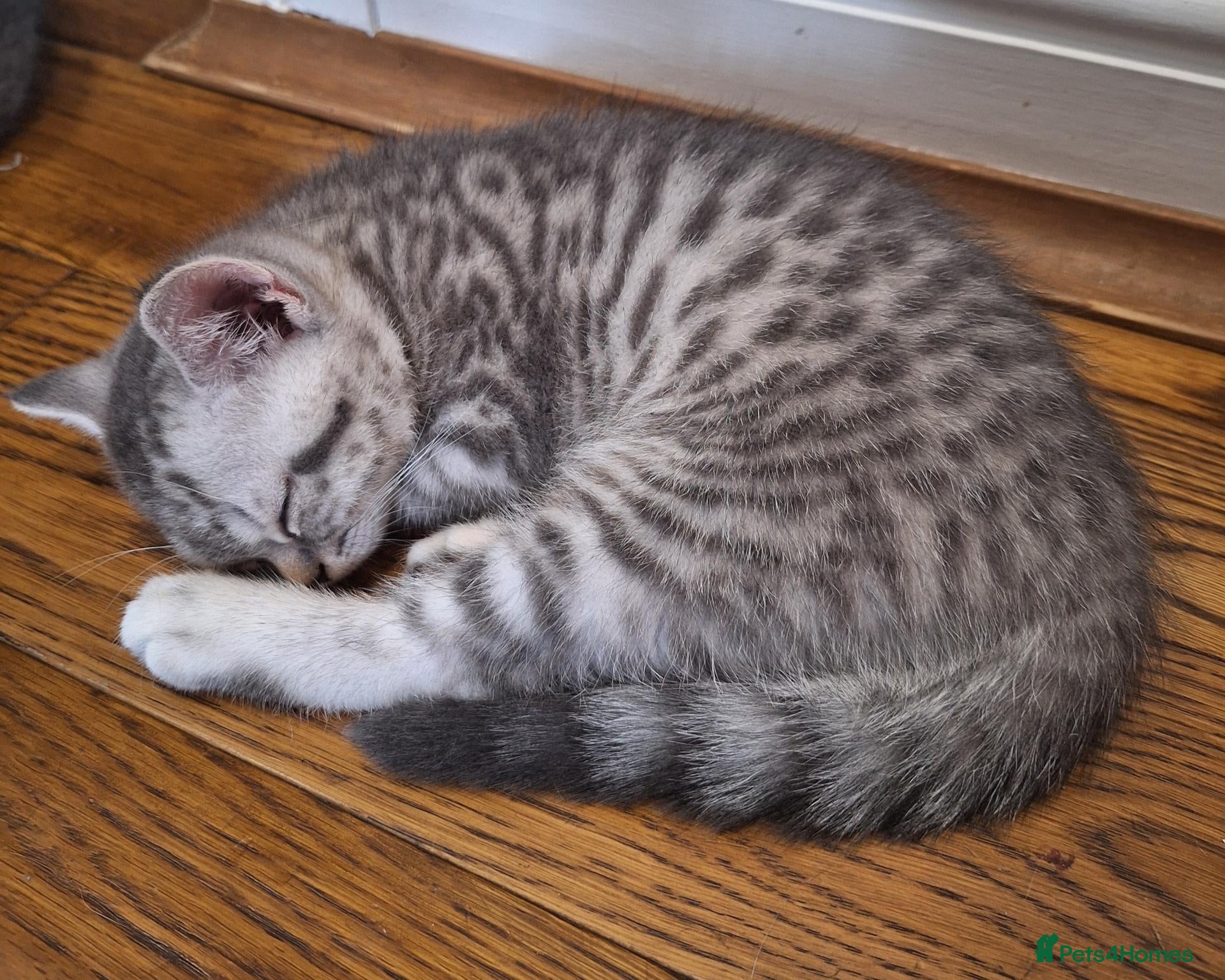 British Shorthair cats Champion blood line BSH kittens for sale - Advert 1