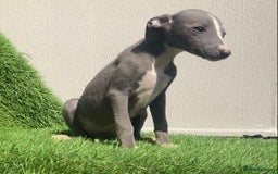 Whippet dogs for sale: Kc whippet pups  - Image 37
