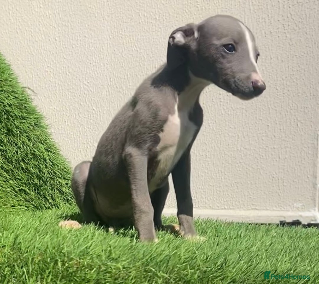Whippet dogs for sale: Kc whippet pups  - Image 37