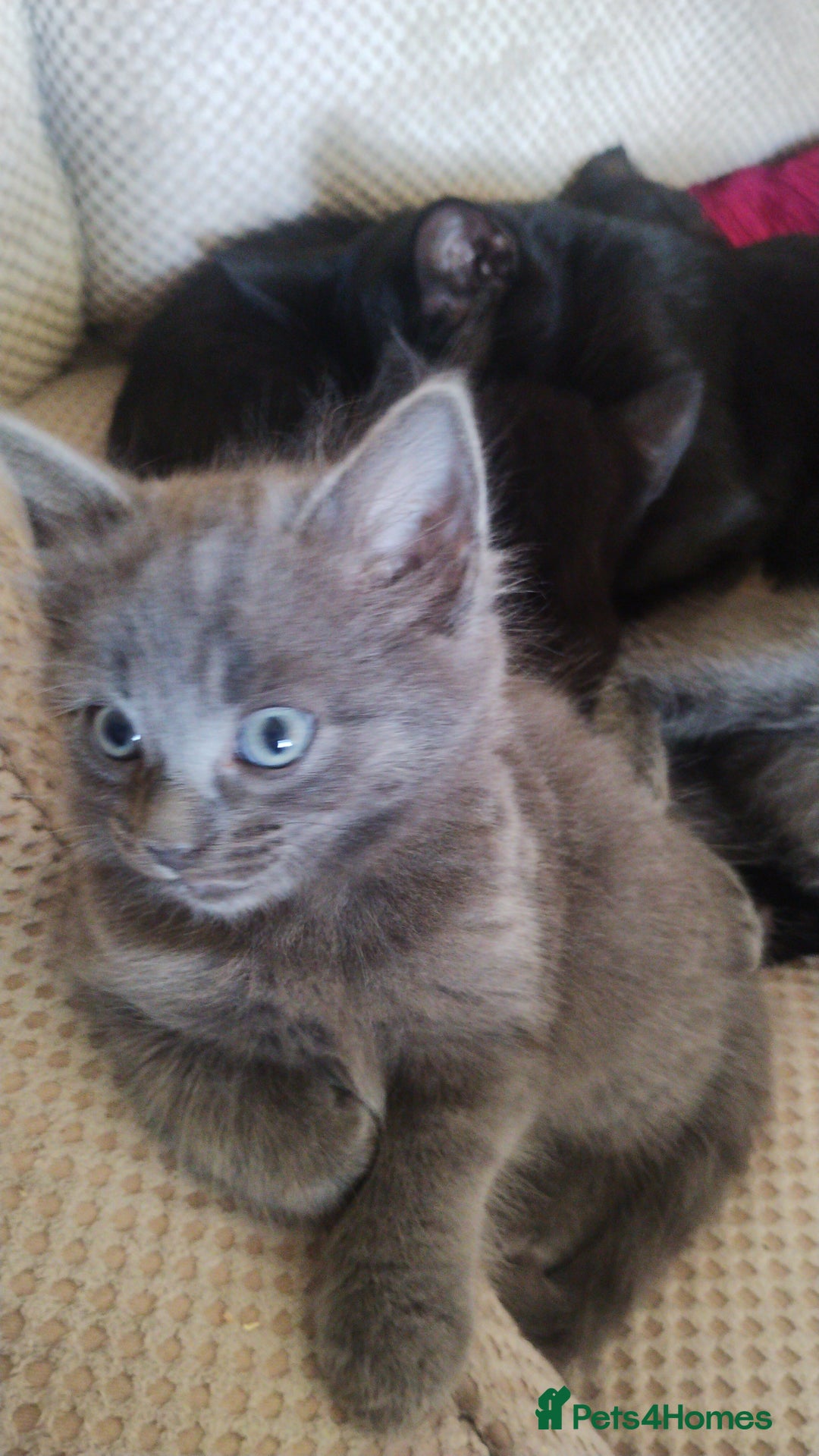 Mixed Breed cats for sale: Kittens * Just one black female now * - Image 8