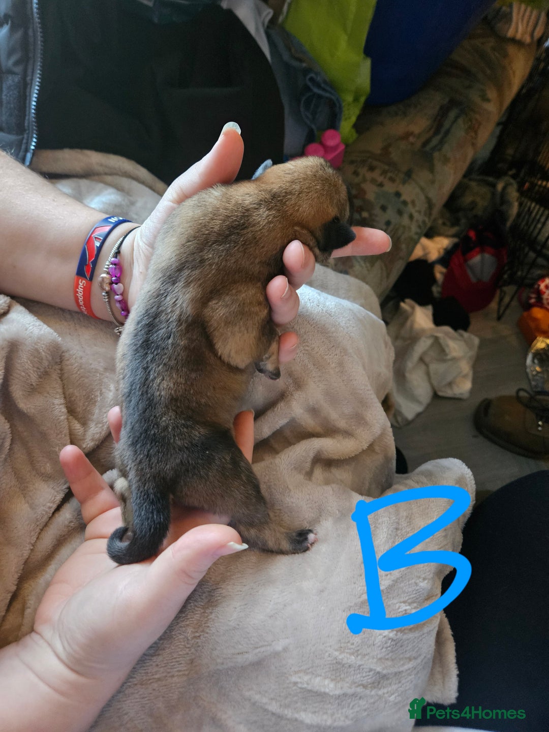 Huskita dogs for sale: Husky x akita puppys - Image 17