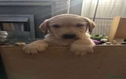 Goldador dogs for sale: Goldador puppies - Image 31