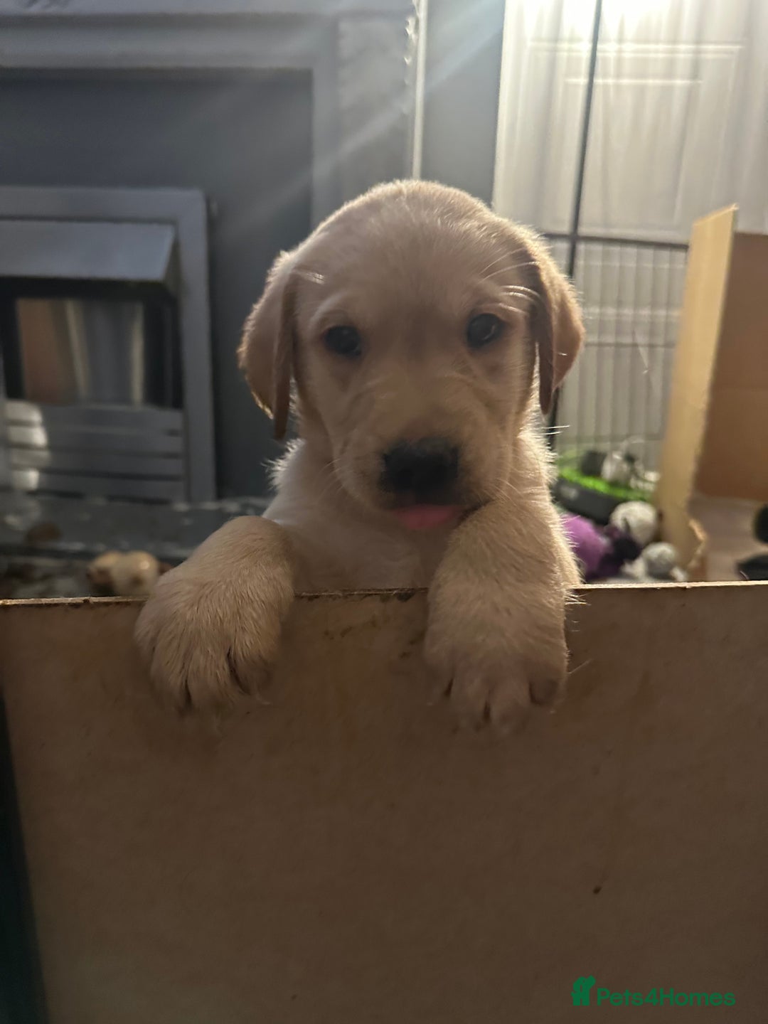 Goldador dogs for sale: Goldador puppies - Image 31