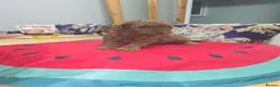 Toy Poodle dogs for sale: Look at our lovely litter of Toy Poodles  - Advert 4