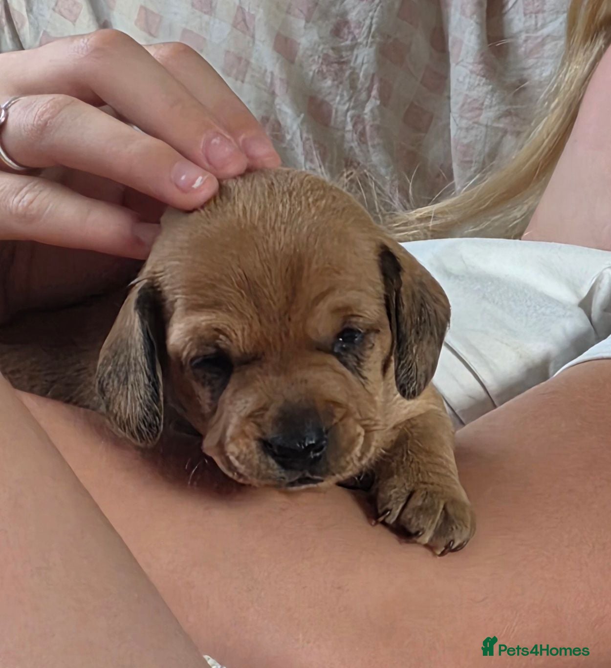 Dachshund dogs Shaded red Dachshund puppies - Advert 10
