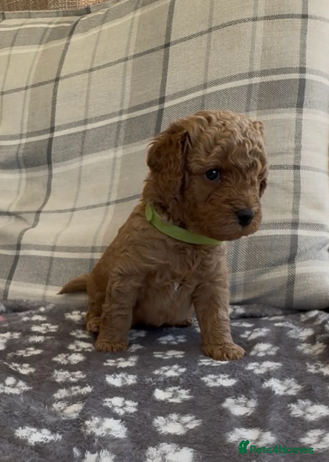 Cavapoo dogs for sale: FB1 CAVAPOO 3 BOYS LEFT🐶  - Advert 9