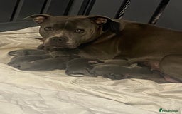 Staffordshire Bull Terrier dogs for sale: 🐾🐾Blue Staffordshire 🐾🐾 - Image 1